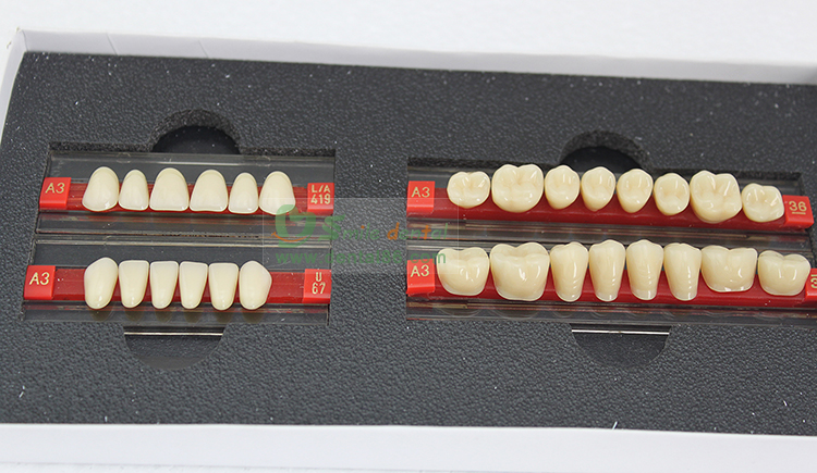 Four Layer Acrylic Resin Teeth